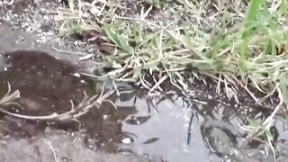 Public Peeing #2 - Bold barely legal Japan Girl Unknowingly Filmed Peeing Outdoors