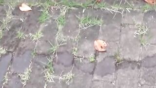 Public Peeing #2 - Bold barely legal Japan Girl Unknowingly Filmed Peeing Outdoors