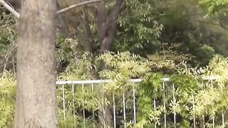 A cameraman caught a group of shy girls who had to pee outdoor