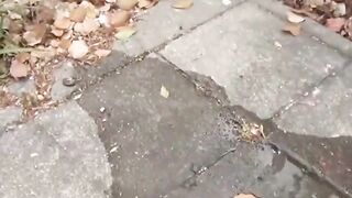 A cameraman caught a group of shy girls who had to pee outdoor
