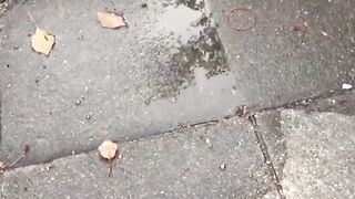 A cameraman caught a group of shy girls who had to pee outdoor