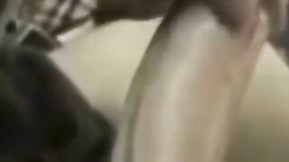 American MILF Gives an Amazing Blowjob