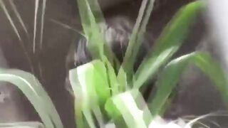Various Japanese babes caught peeing in public alleys