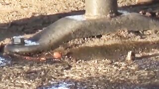 Voyeur films Japanese beauties spraying piss outdoors