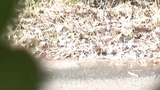 Hidden cam catches Japanese babes squatting to piss outdoors