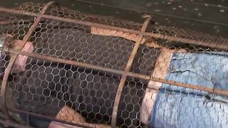 Helpless Colt Rivers trapped inside a cage while Adam Herst anal fucks him