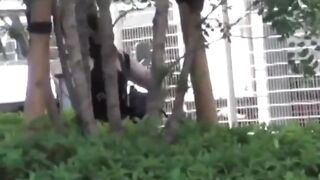Voyeur films Asian women making puddles ina  public park