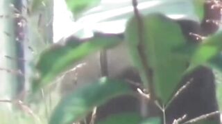 Japanese babe walks trail twice to secretly pee behind trees