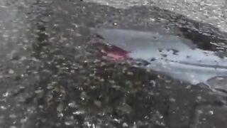 Innocent girls unaware of filming release big streams of pee