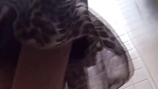 Public pissing videos released for your pleasure
