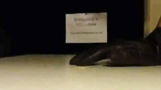 Dominatrix Trampler - Femdom Footjob with Kinky Domination