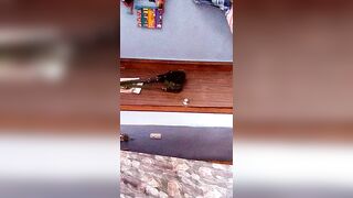 Mi puta zorra gozando de mi verga