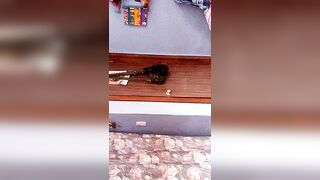 Mi puta zorra gozando de mi verga