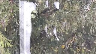 Petite Blonde Teenage Cuties Share A Wild Treehouse Threesome