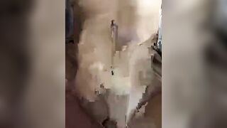 Hot teen babe get load of cum on belly after hard pounding