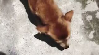 Amateur Cougar Investigation in Siberia with Vladimir